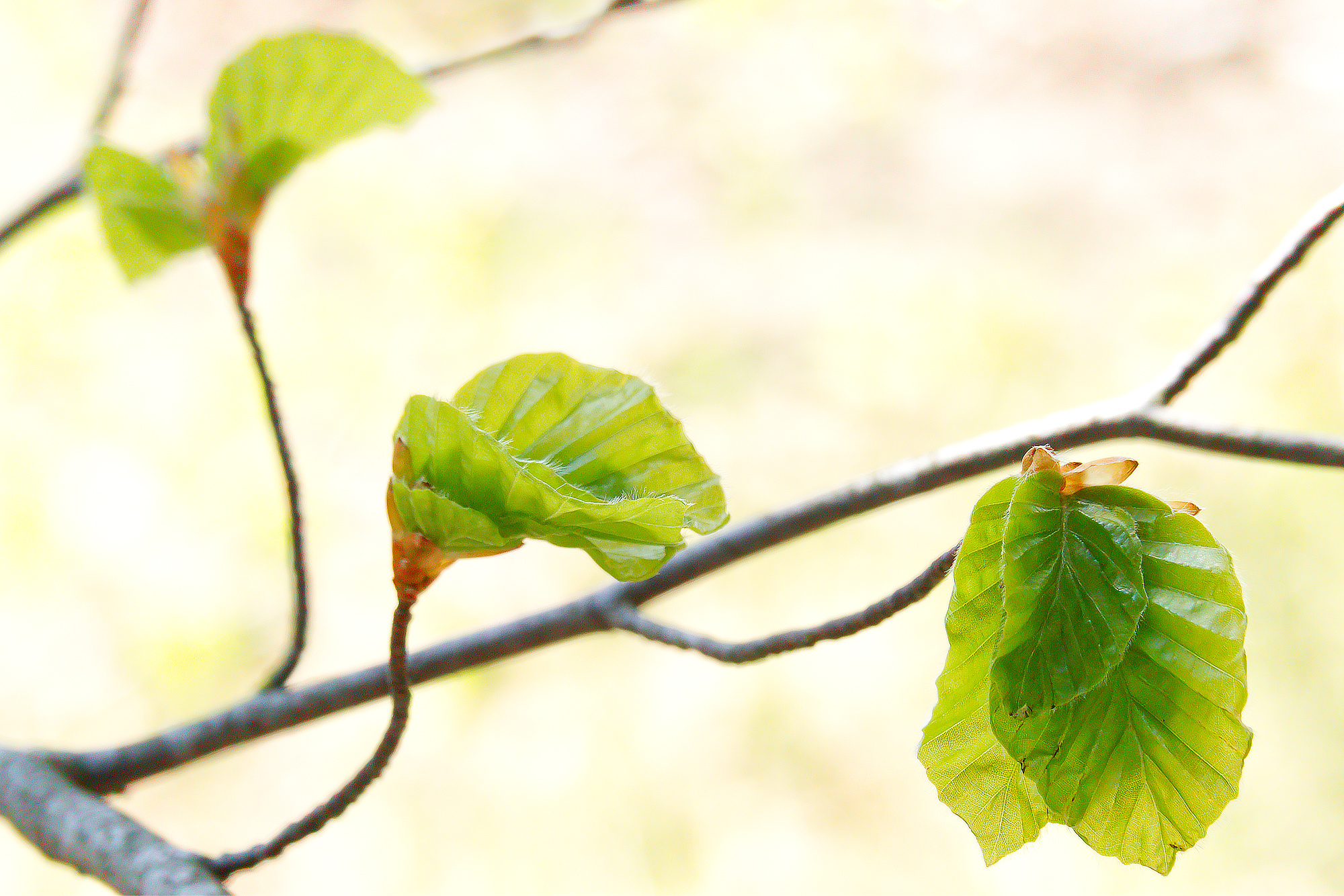 2024 NATUR o GATUFOTO