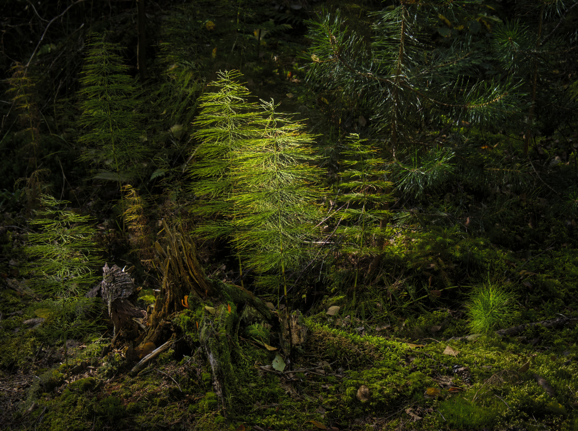 foto Ylva Lilliemarck 2a KM 1 intima landskap