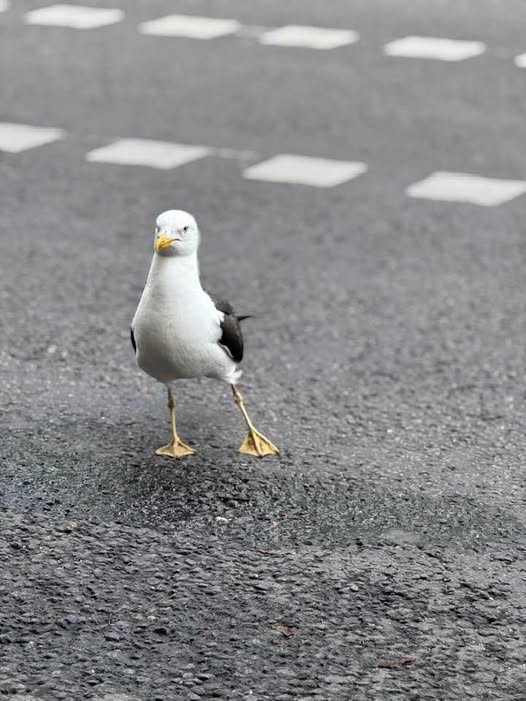 Torkel Norda Vårens Färger